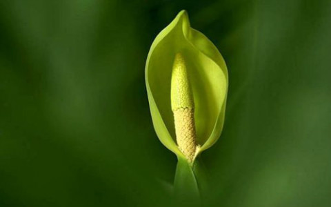 滴水觀音的風水作用,能幫助生旺桃花運