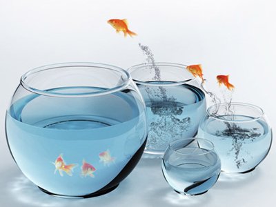 風水魚什麼最好