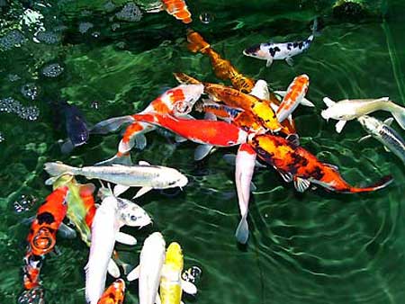 很準的養魚改變財運法