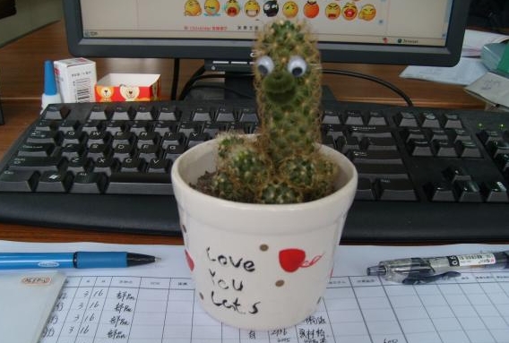 辦公室風水養仙人球的攻略