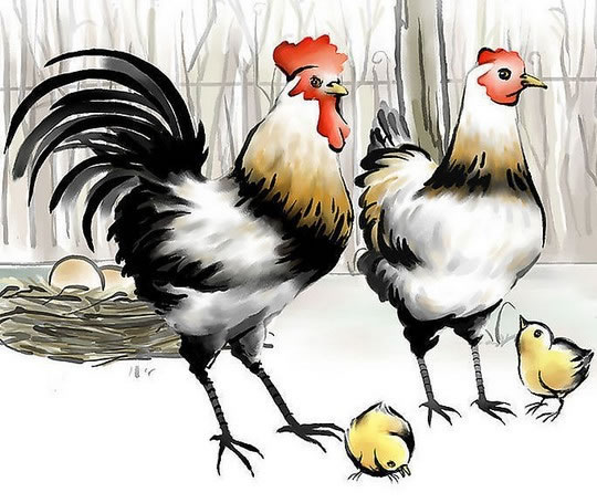 屬雞的人一生運程 生肖雞的命運怎麼樣