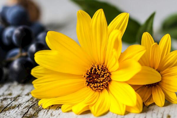 太陽花的花語代表什麼意思 陽光且熱情