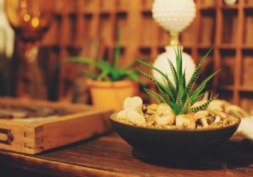 家庭養花木的風水講究