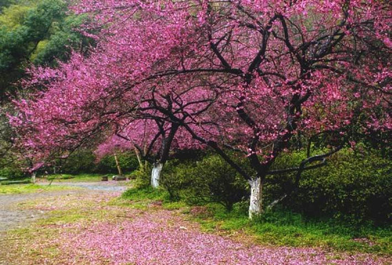 招桃花的家居風水 如何讓確定自己的桃花位呢?