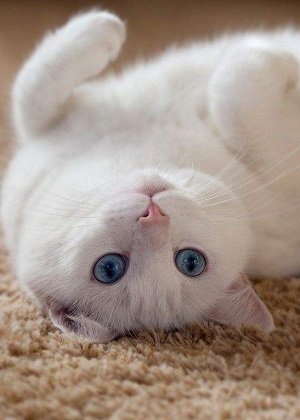 白貓進家有什麼預兆？不要驅趕要善待！