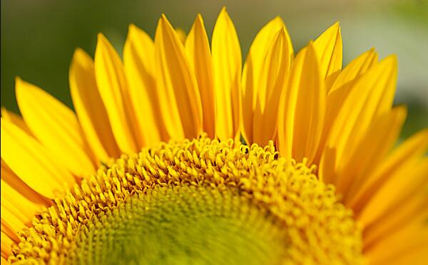 生日送太陽花代表什麼意思 解讀鮮花密碼
