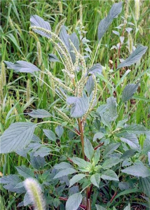 門口雜草多會影響風水嗎?要儘快鏟除!