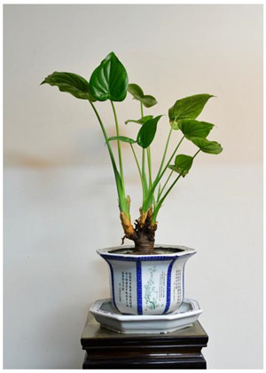 客廳財位放什麼植物好?金錢樹就很不錯