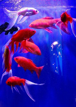 魚缸如何擋煞旺財運？講究的地方可不少