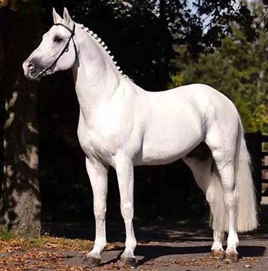 屬馬的人一生運程 生肖馬的命運怎麼樣