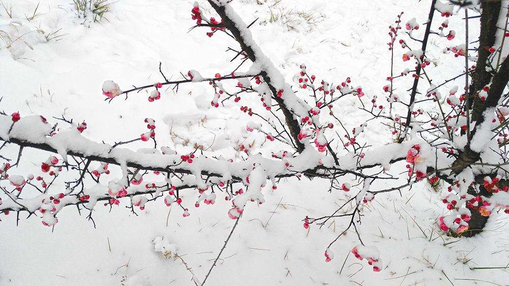 辦公室擺放什麼綠化又好又旺財？花卉擺放什麼顏色的好？