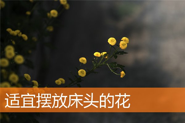 適宜擺放床頭的花