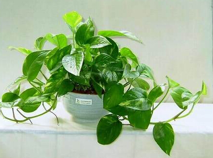 家居風水植物大全