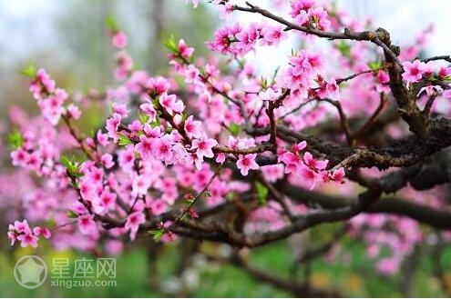 10個風水助桃花