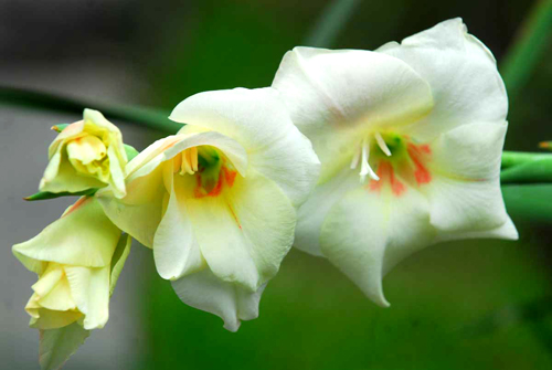 家中鮮花擺放的風水講究