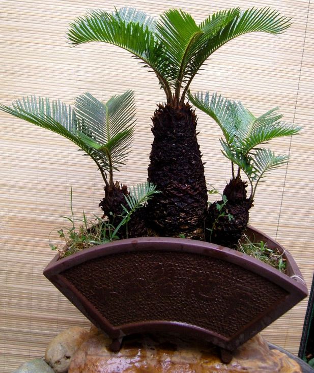 如何布局家居風水的財位?這樣做讓你財源滾滾