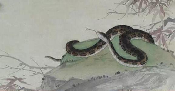 生靈擋路必有緣故 動物擋路的說法