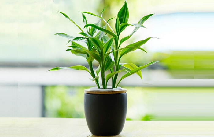 想旺財？在廚房裡放這三種花試試！