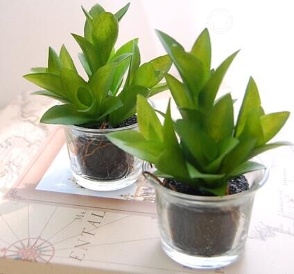 如何根據風水知識正確擺放辦公室綠植?