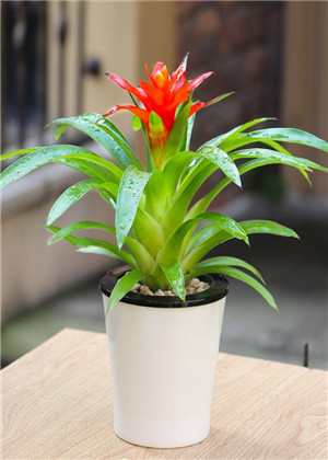 卧室放什麼植物最旺財？你選對了嗎？