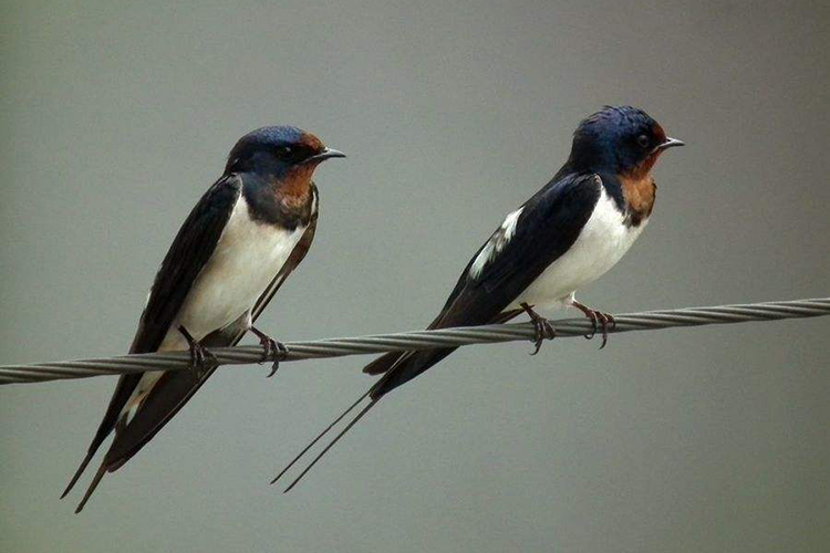 家裡燕子做窩的風水徵兆 人丁興旺幸福美滿