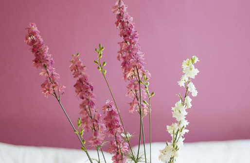 牛年出生不同月份的人命運,最好的出生是哪幾個月