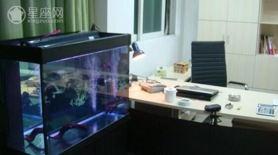 在辦公室養魚養幾條好？