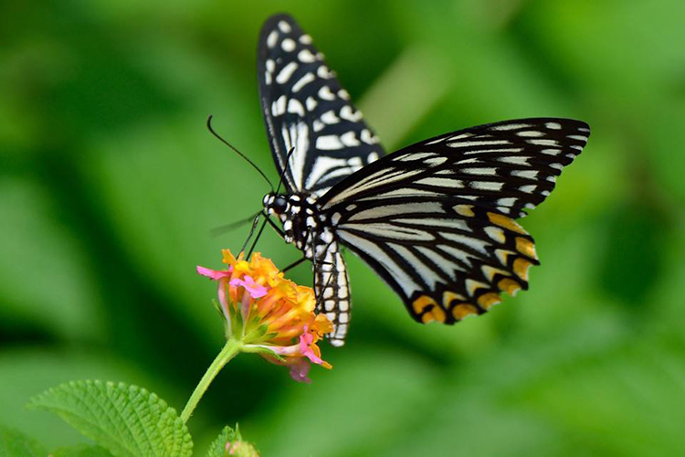 家中飛來蝴蝶的風水徵兆 福氣綿延婚姻美滿