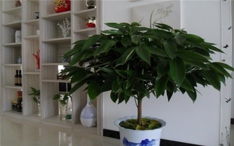 平安樹風水擺放三不要，這個方位謹記避開