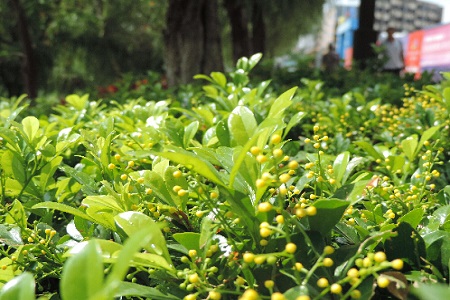 辦公室窗檯擺放綠色植物的風水好嗎?