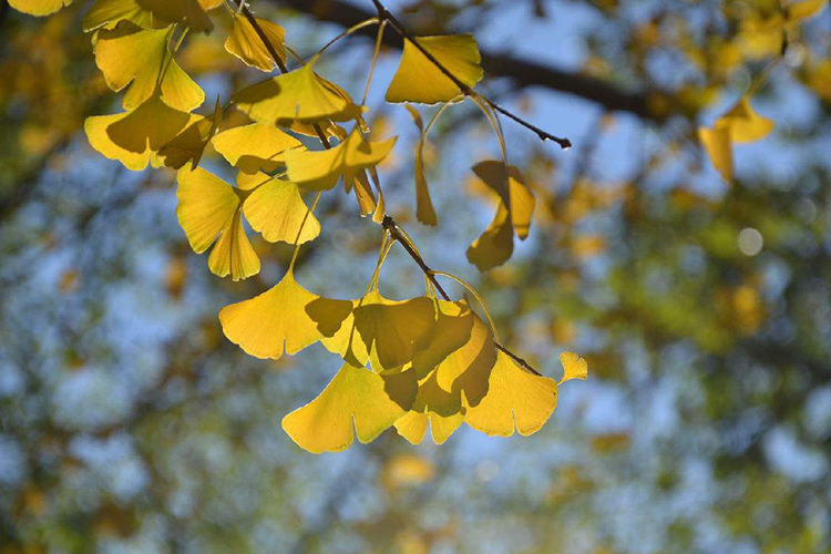 院子里種銀杏樹的風水好不好 諸多事項需注意