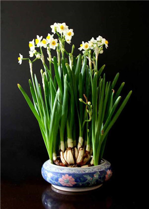 卧室放什麼植物最旺財？你選對了嗎？