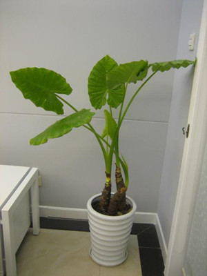 家居顏色搭配和禁忌