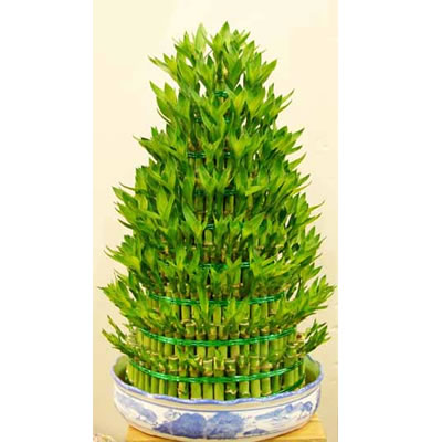 富貴竹多少根招財