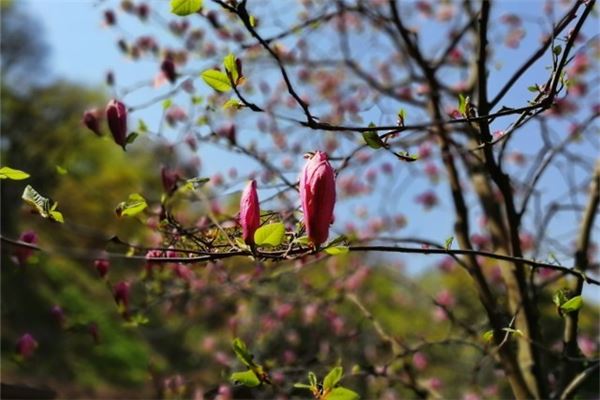 家裡養小葉紫檀樹好嗎