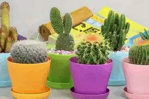 放仙人掌的風水 仙人掌擺放不對招小人