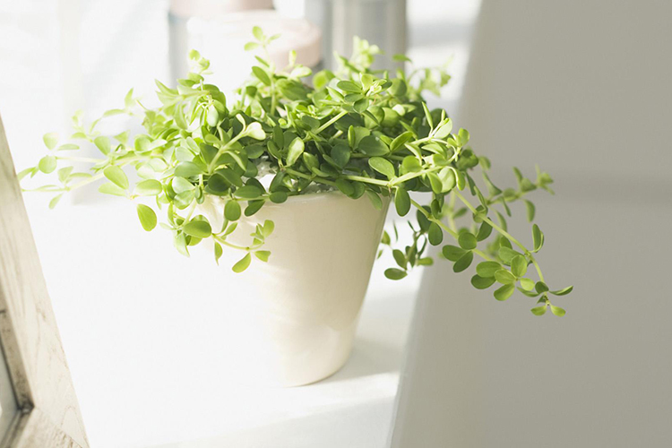 家中花草茂盛的風水徵兆 事業蒸蒸日上