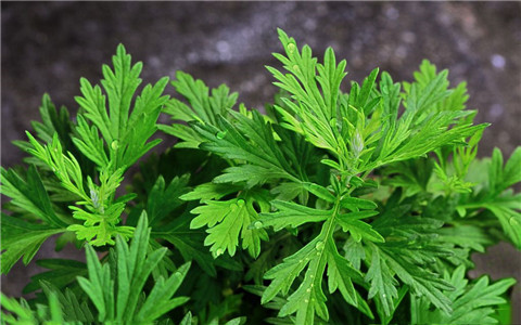 廁所放什麼植物風水好?吸附濁氣功能的應當首選