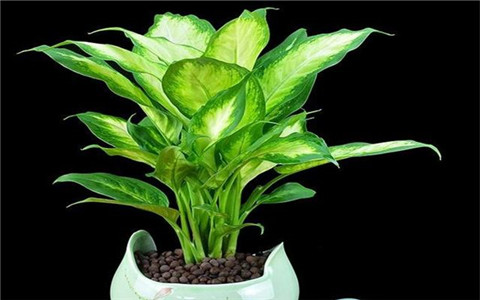 銀皇後有什麼風水作用？你知道擺在哪裡嗎？