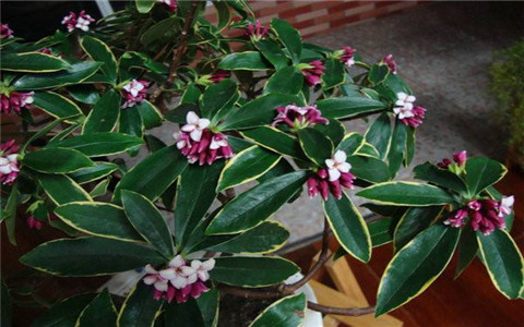 卧室放什麼植物最旺財？你選對了嗎？