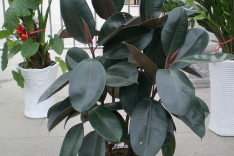 家居風水客廳什麼東西不能夠擺放