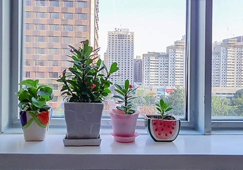 什麼樣植物擺放在窗檯是風水禁忌