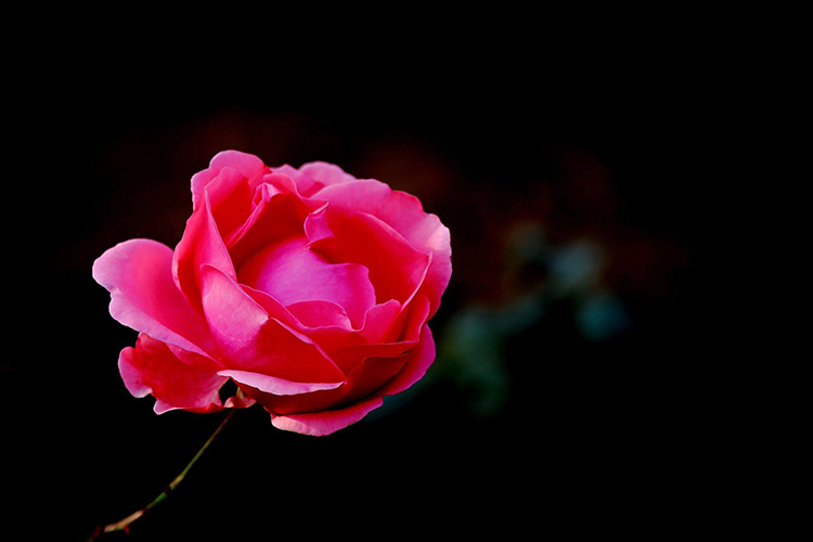 養月季花是不是不利風水 這些方面需注意