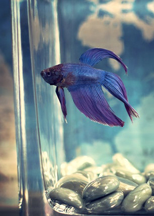 魚缸放在家裡的哪個位置比較好？3個方面要注意