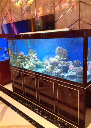 什麼吉祥物可以改善事業運？你的魚缸放對了嗎？