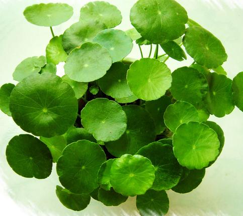 家居綠植的花語風水學