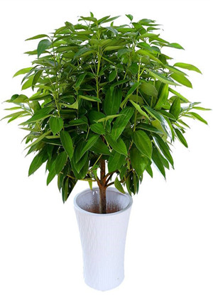 廁所放什麼植物風水好?吸附濁氣功能的應當首選