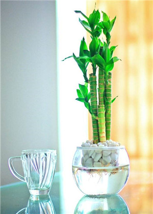 卧室放什麼植物最旺財？你選對了嗎？