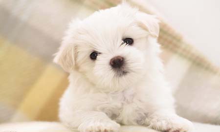 養寵物要注意的風水禁忌