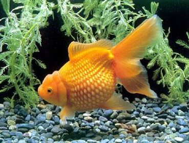 各種屬相適合養幾條魚